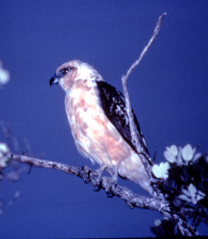 Hawaiian Hawk