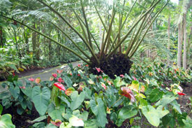 Anthurium Corner