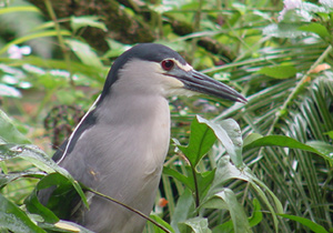 Aukuu, black crowned Night Heron