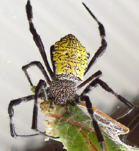 Black and Yellow Garden Spider