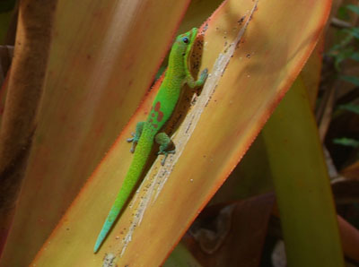 Gold Dust Day Gecko