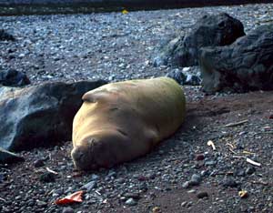Hawaiian Monk Seal
