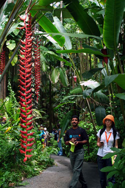 Heliconia