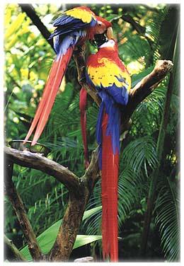 Macaws