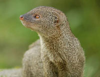 mongoose