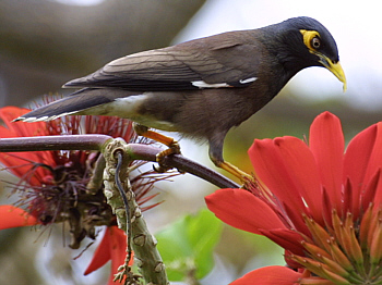 Mynah Bird